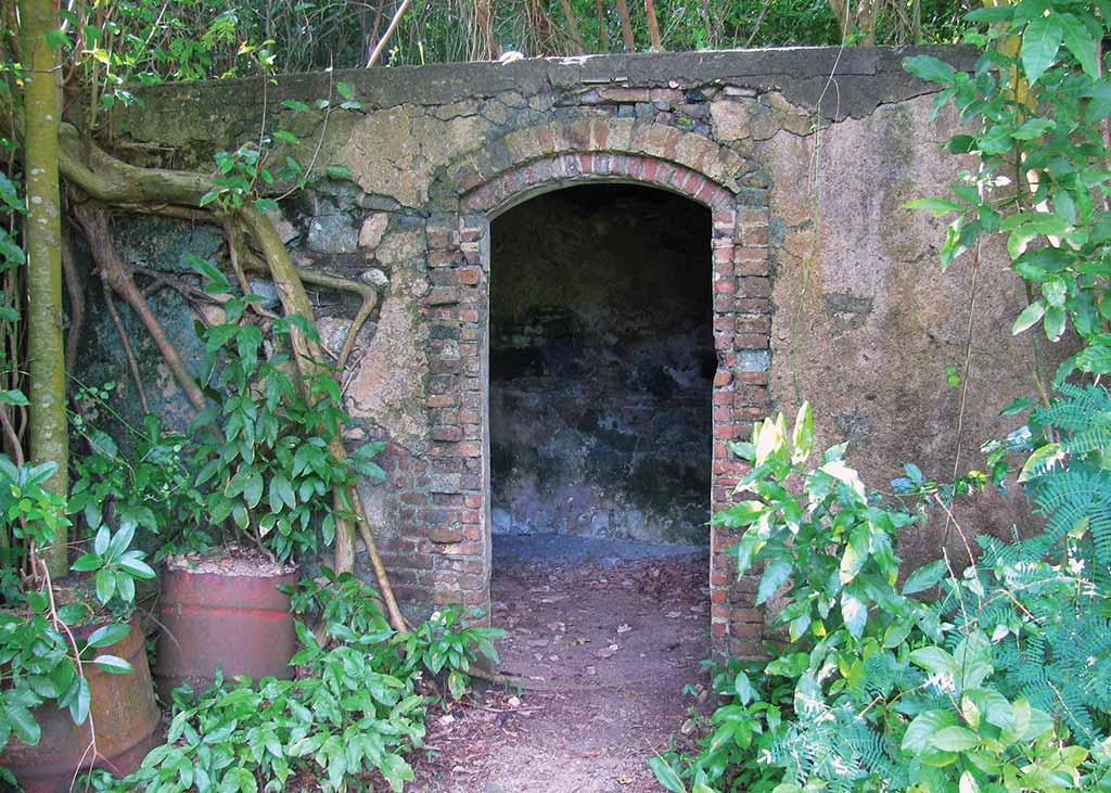 Nature has begun to reclaim the sugar mill ruins in Vieques. Photo © Suzanne Van Atten.