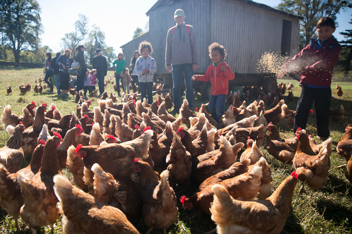 Kids meeting a flock of laying hens in a green field.