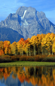 Blue mountains rise over a cluster of aspen in fall colors in Grand Teton National Park.