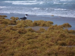 A shorebird at South Padre Island walks amongst clumped grasses.