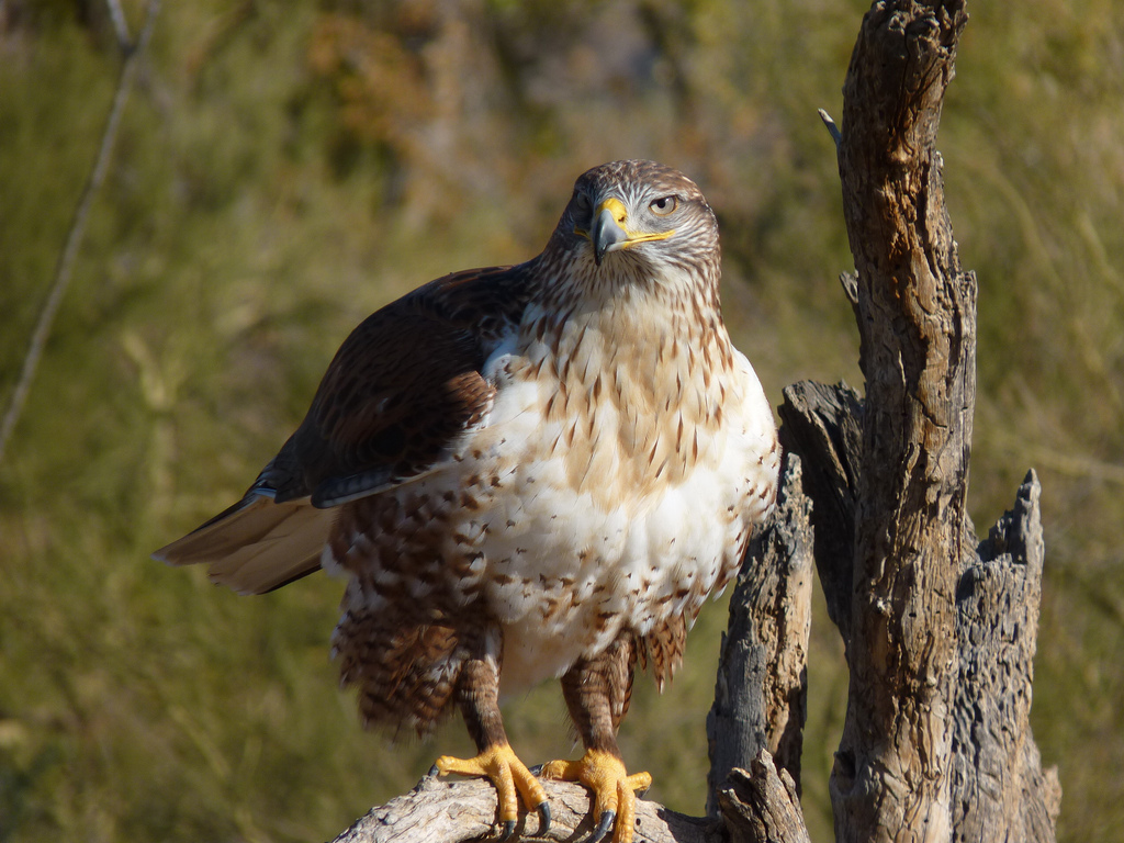 A hawk with white chest feathers perches on the dried remnants of a tree.