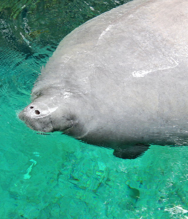 A West Indian manatee in the water.