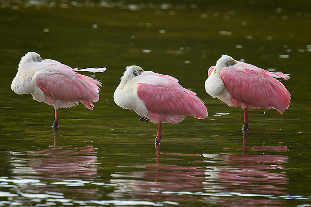 A trio of roseate spoonbills in the water.