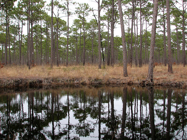 Trees reflect in a water-filled sink hole in the Croatan National Forest.
