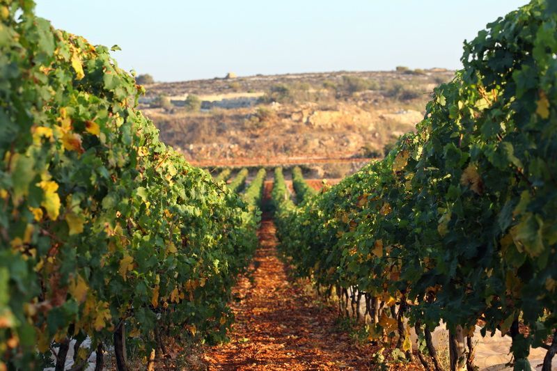 Camilleri Wines Vineyards