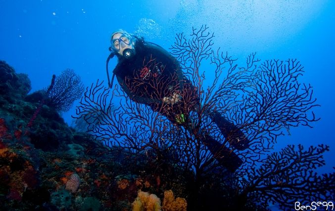 Things to do in Guanica, diving