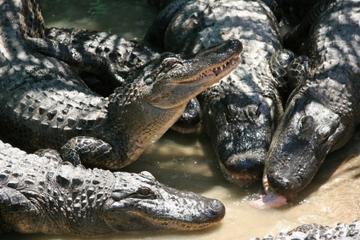 Broome Crocodile Park