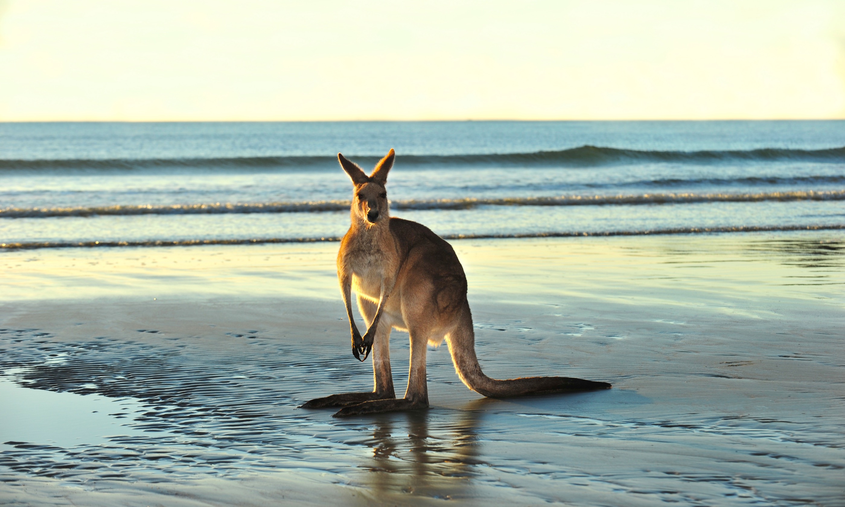 Eastern Gret Kangaroo on the beach near Mackay (Shutterstock.com. See main credit below)