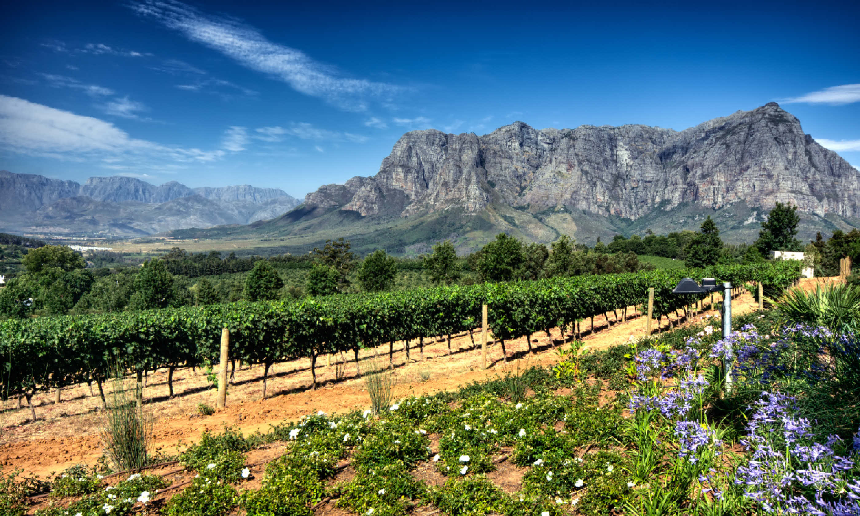 Stellenbosch vineyards with Simonsberg mountain (Shutterstock)