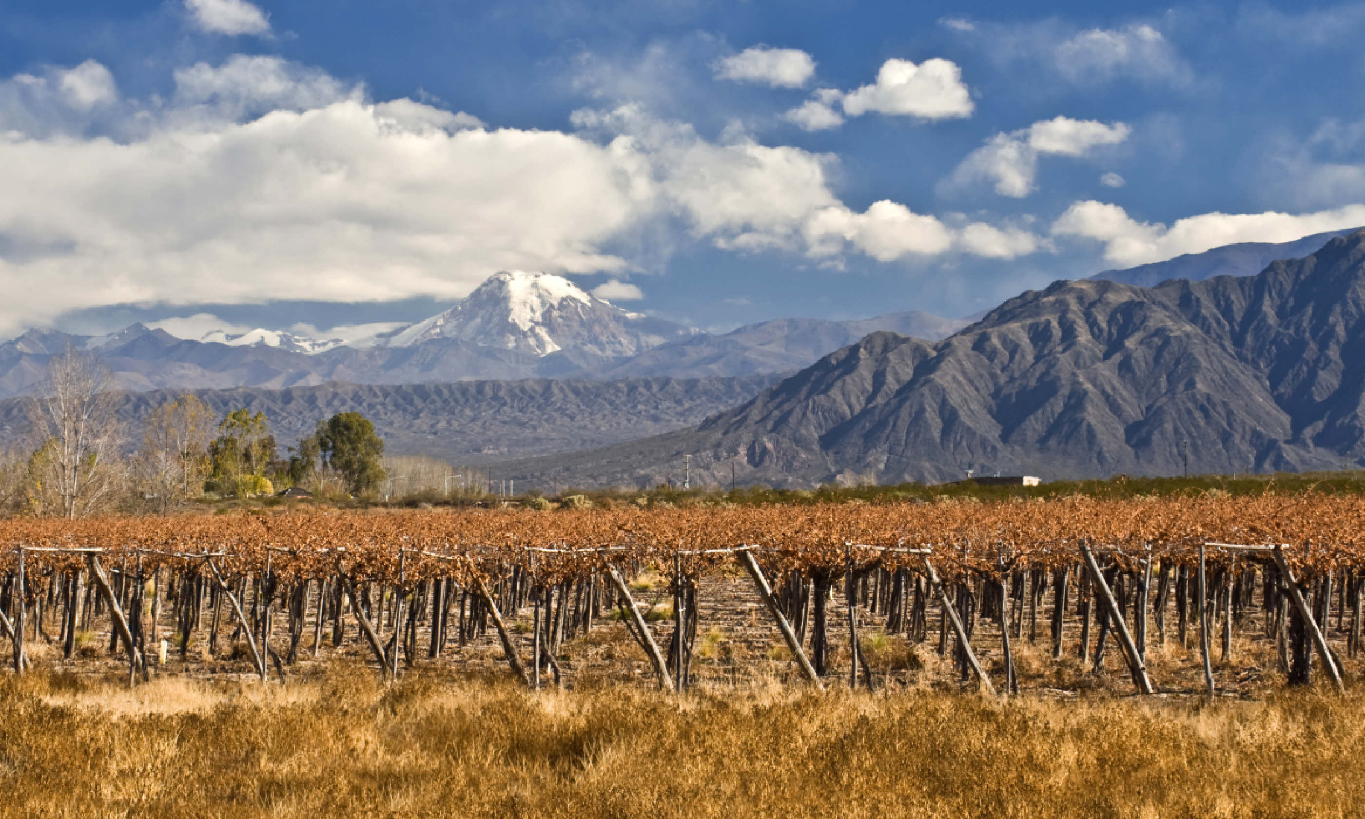 Volcano Aconcagua and vines at a vineyard, Argentina (Shutterstock)