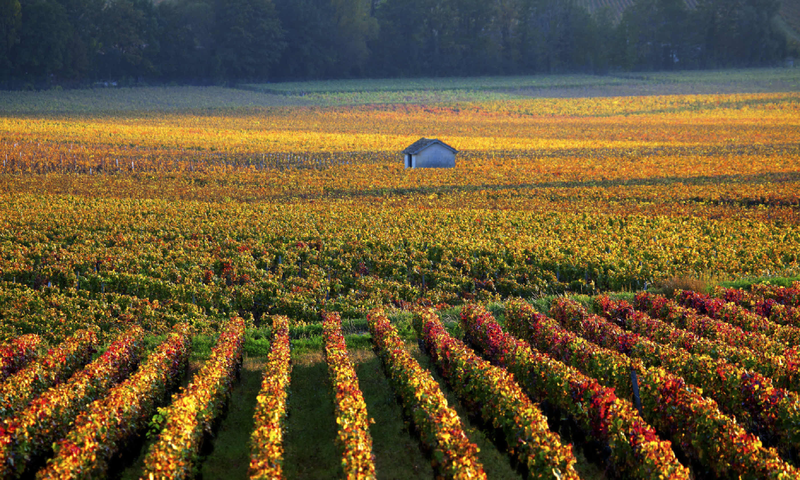 Vineyards near Savigny-les-Beaune, Burgundy (Shutterstock)