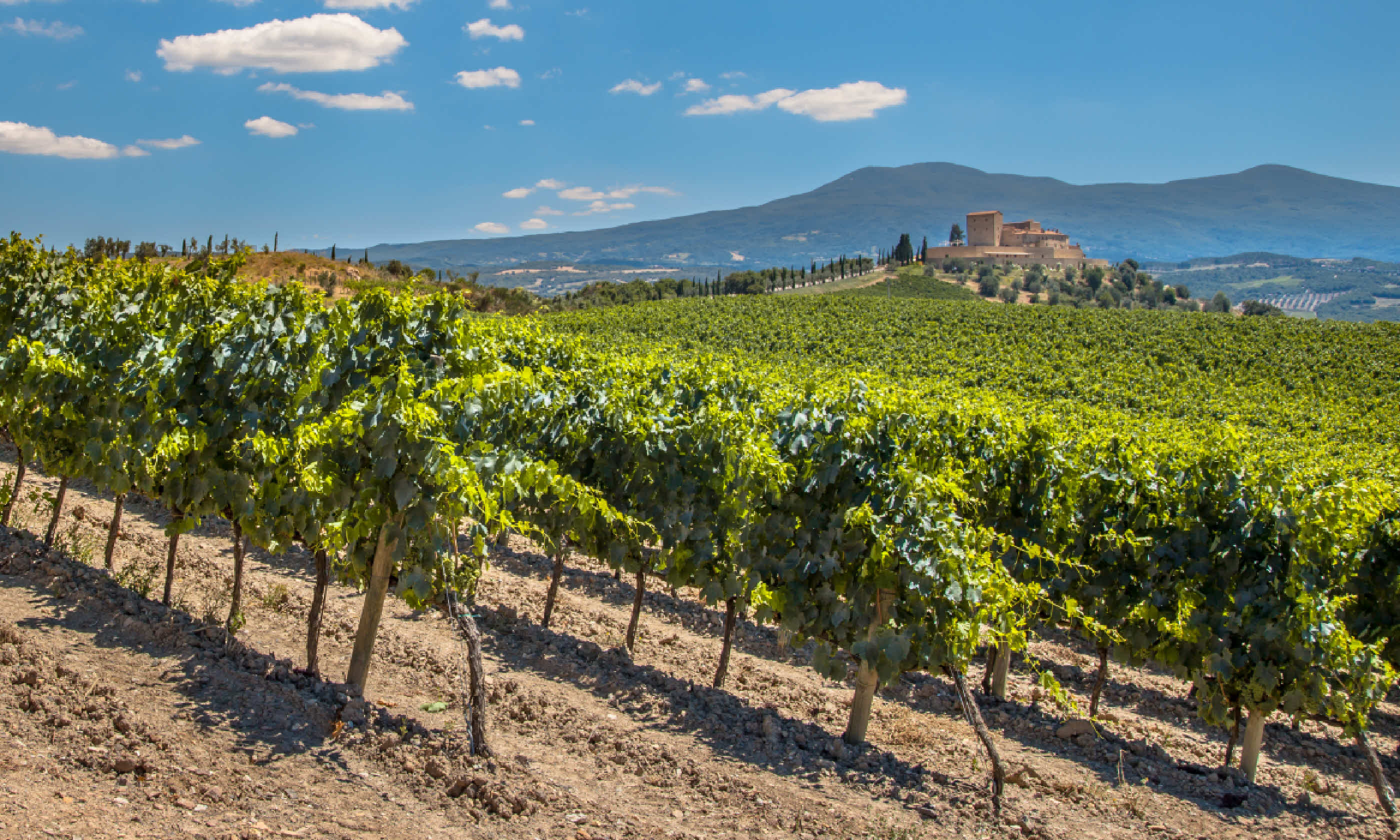 Chianti vineyard (Shutterstock)