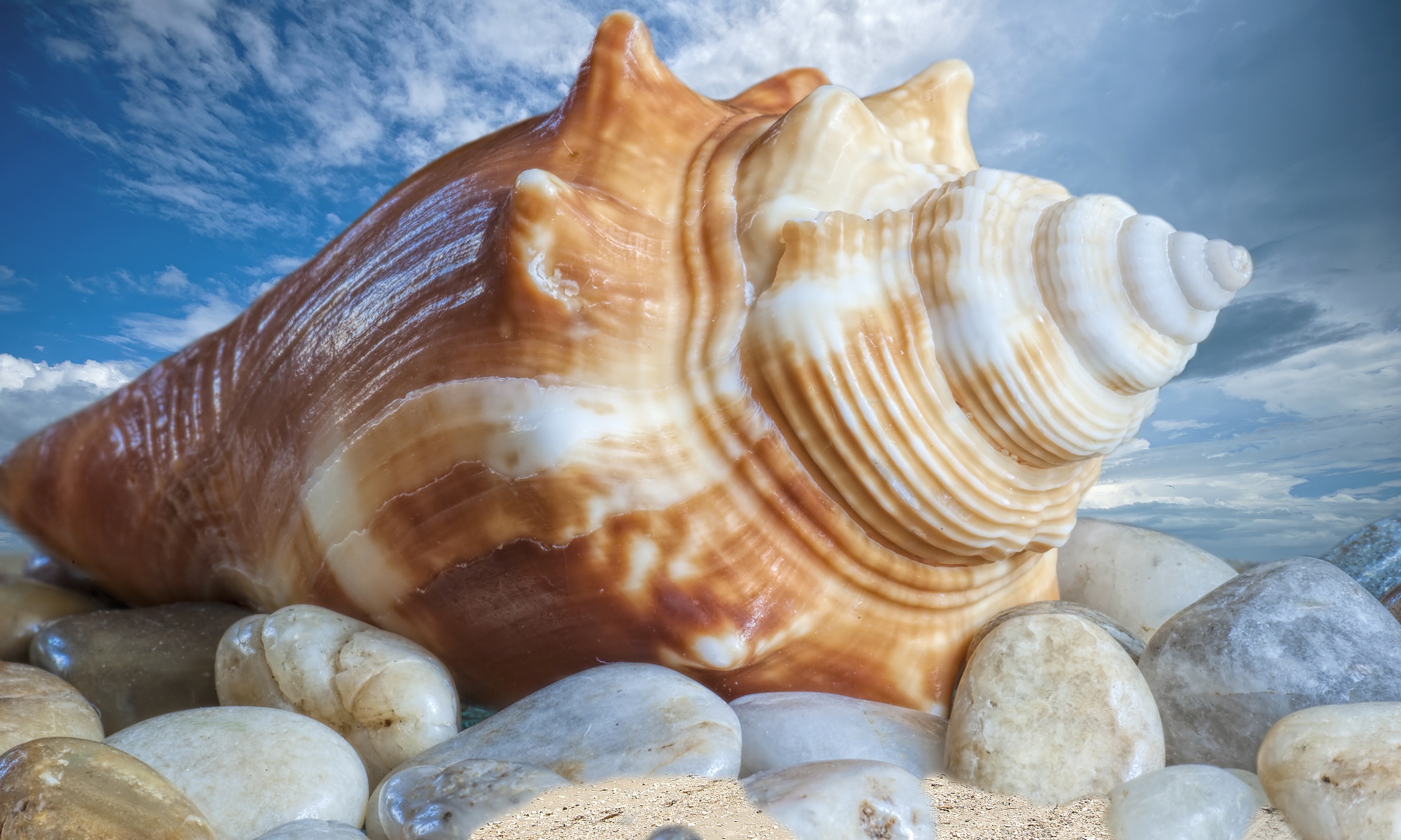 Florida fighting conch (Shutterstock: see main credit below)