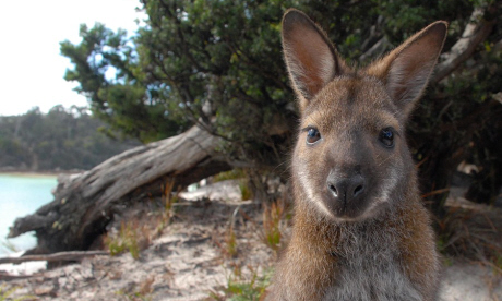 Bennett's Wallaby (DrG)