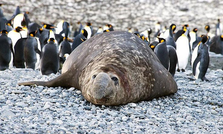 Basking next to elephant seals and penguins. Bliss (*christopher*)