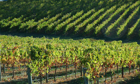 Adelaide vineyard (badjonnie)