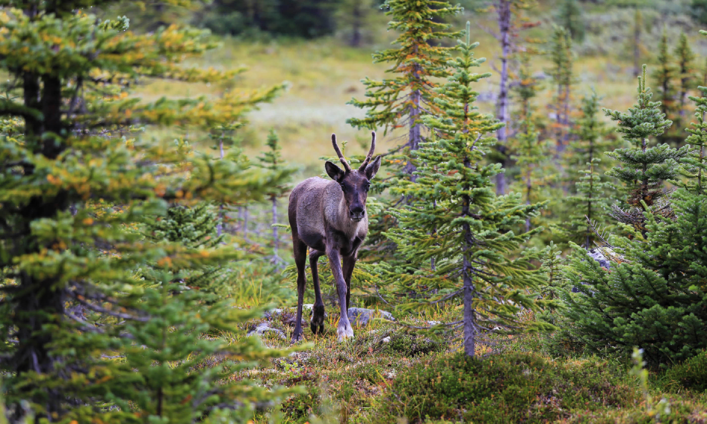 Caribou in Tonquin Valley (Shutterstock)