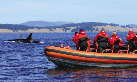 Whales feature in our round-up of things to do on a Classic trip to Canada (iStock)
