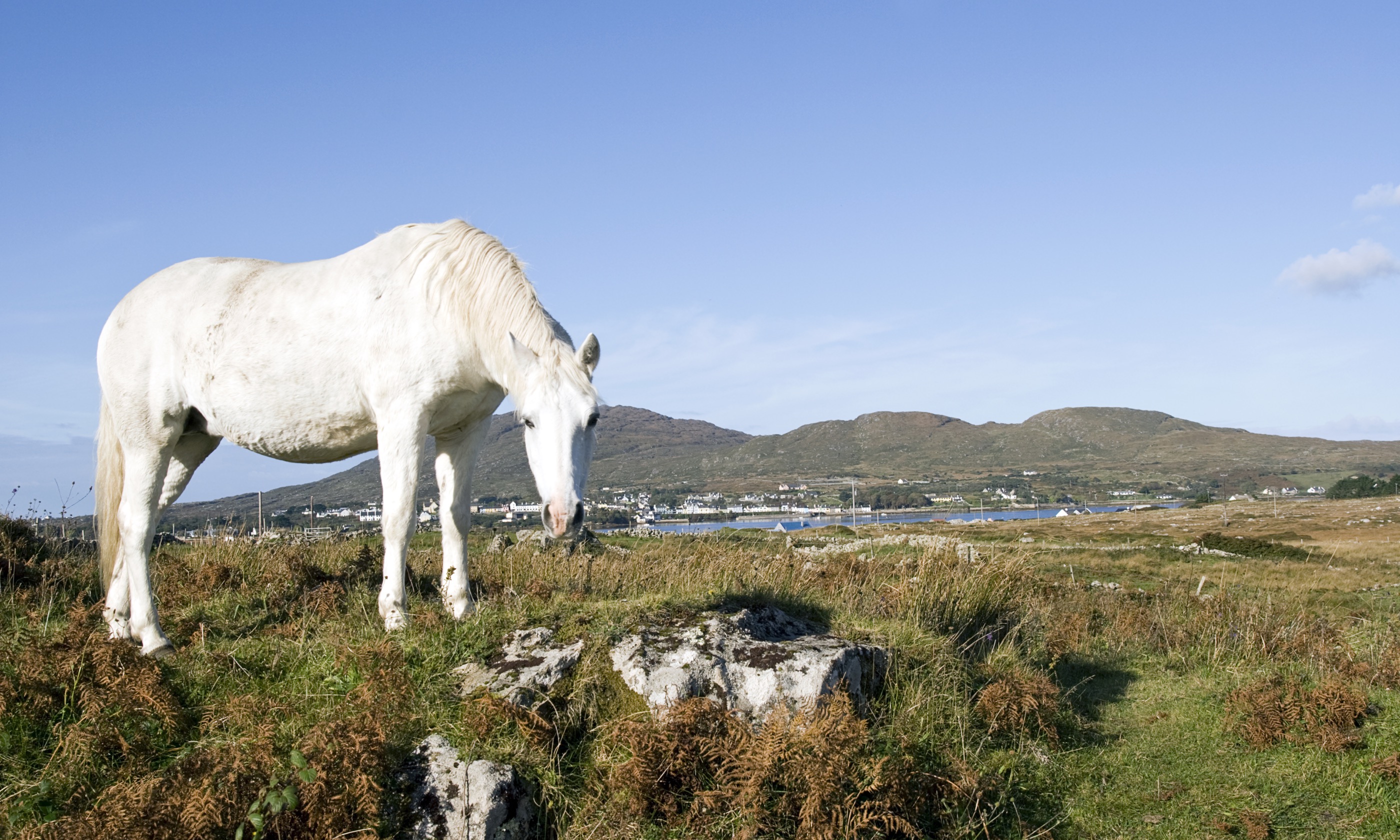 Connemara Pony (Shutterstock.com)