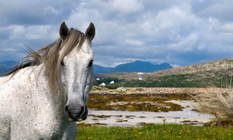 A horseride across Ireland gave Hilary the chance to meet some old friends (shutterstock)