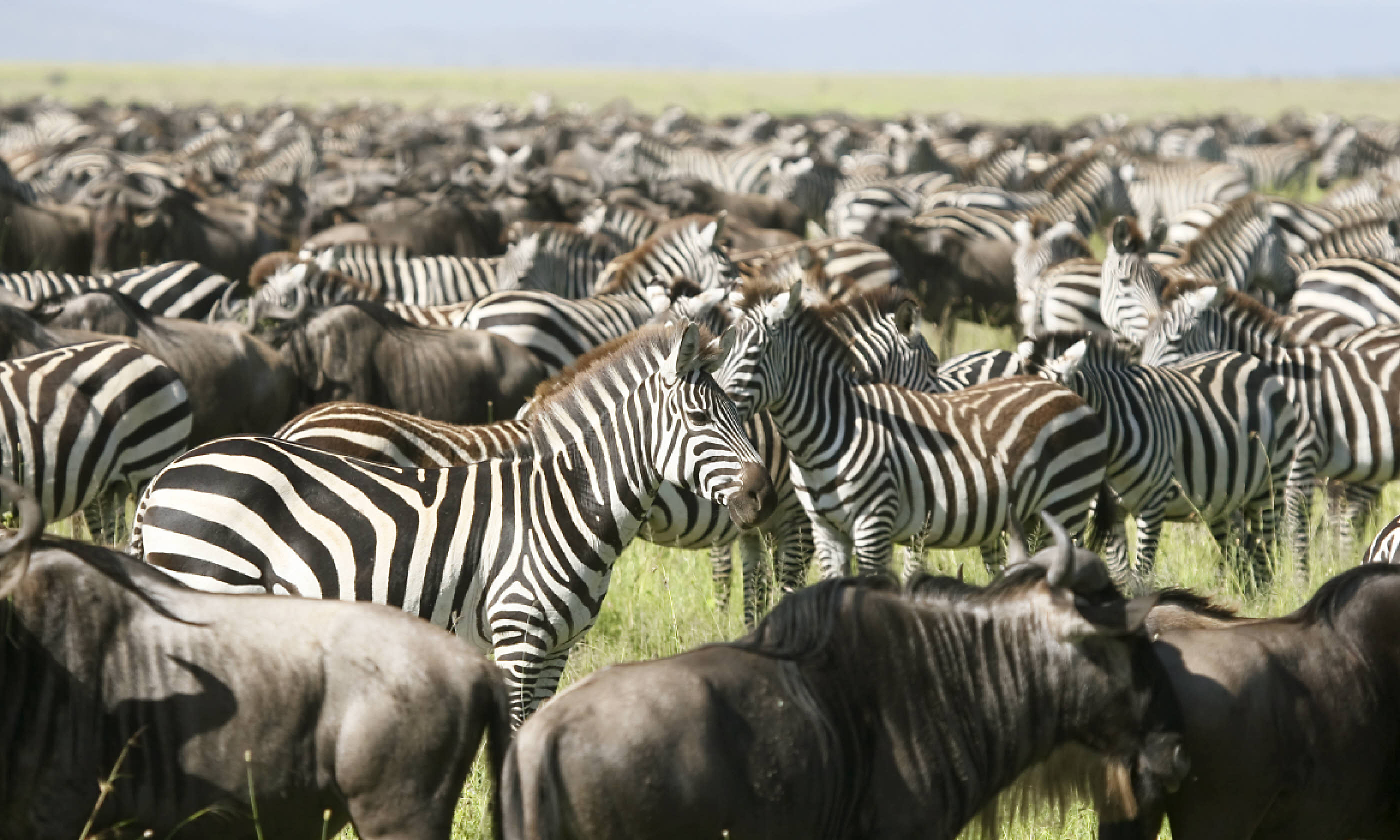 Zebra in the Great Migration (Shutterstock: see credit below)