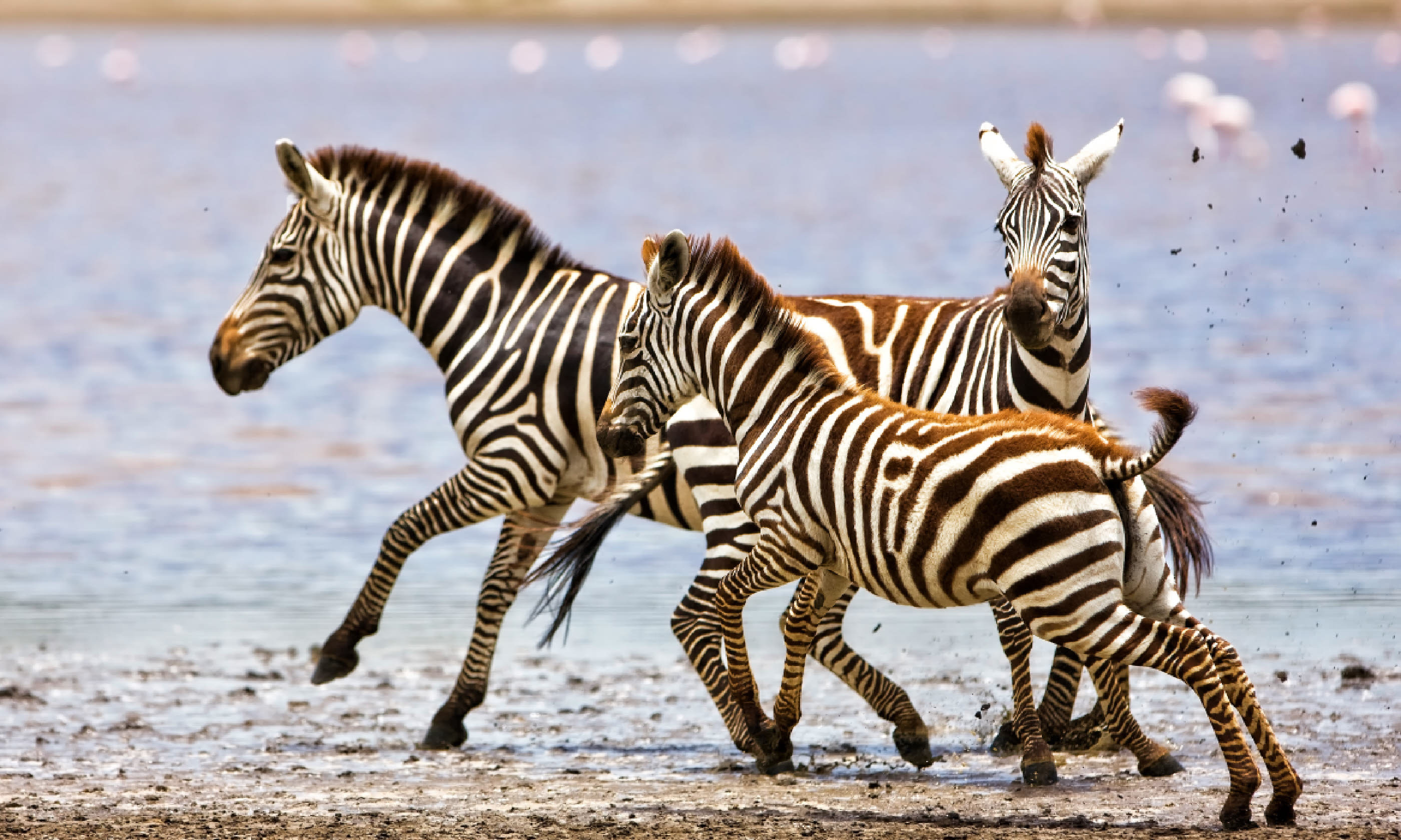 Zebras running beside Lake Ndutu in the Serengeti National Park (Shutterstock)