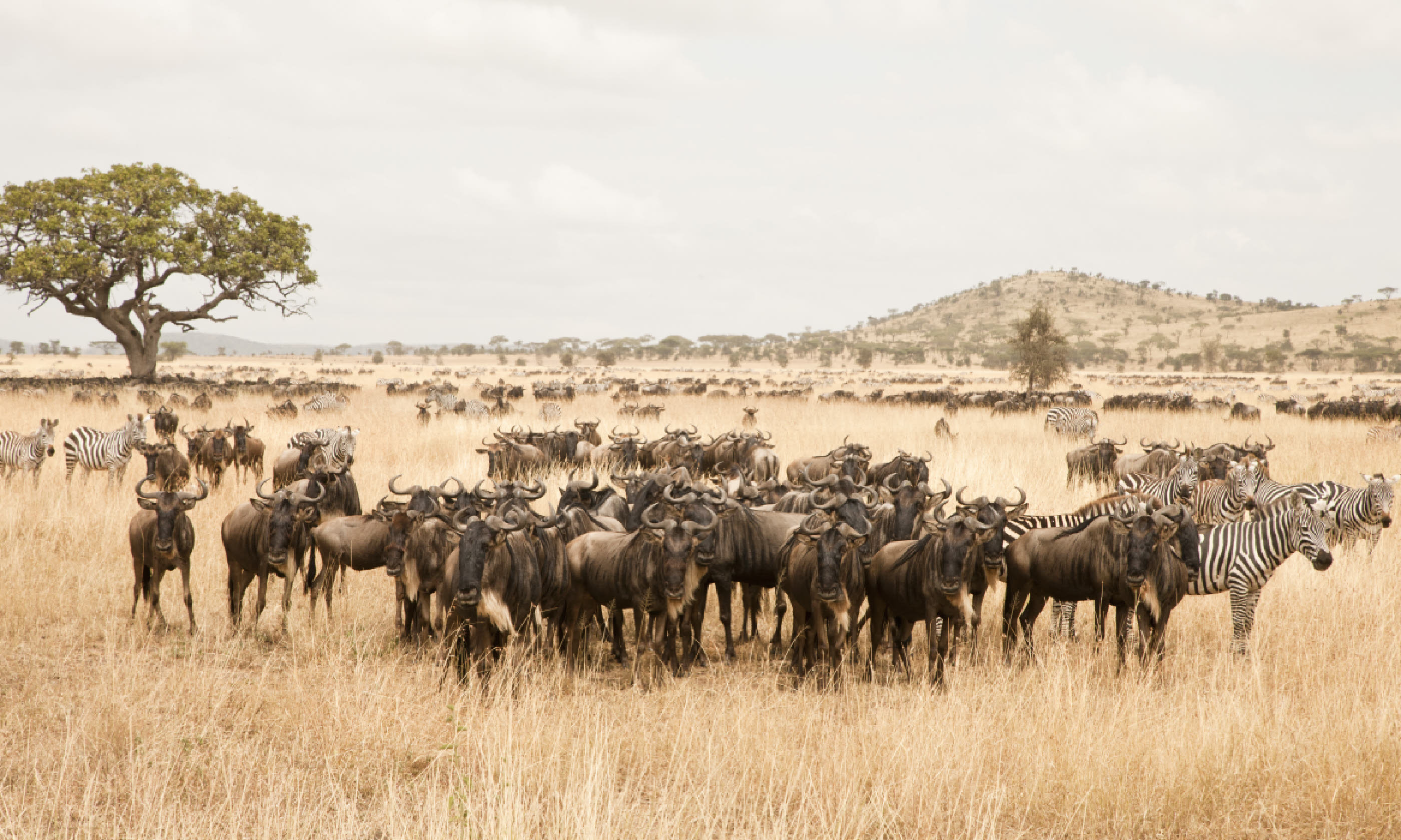 Seronera, Serengeti National Park, Tanzania (Shutterstock)