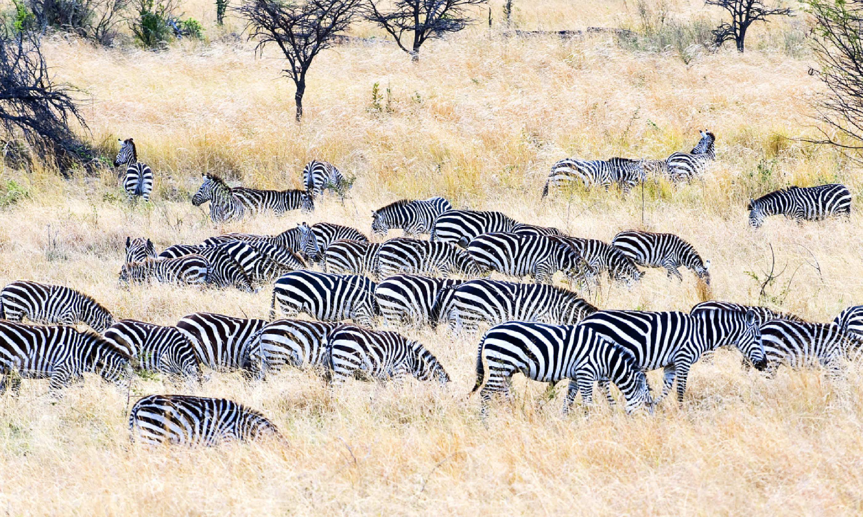 Serengeti National Park, Seronera area (Shutterstock)