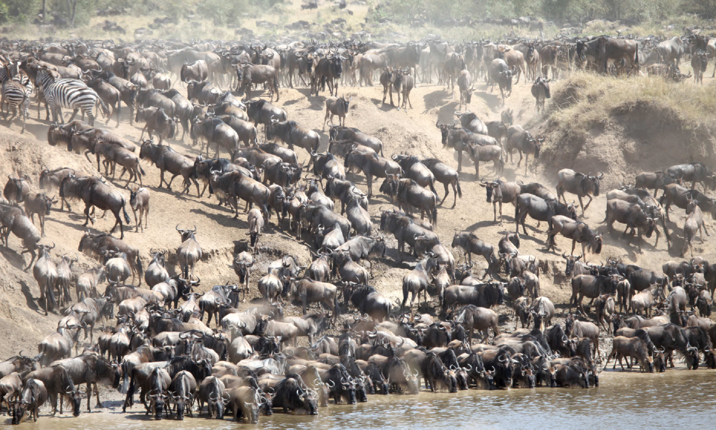 Wildebeest in the Masai Mara (Shutterstock)