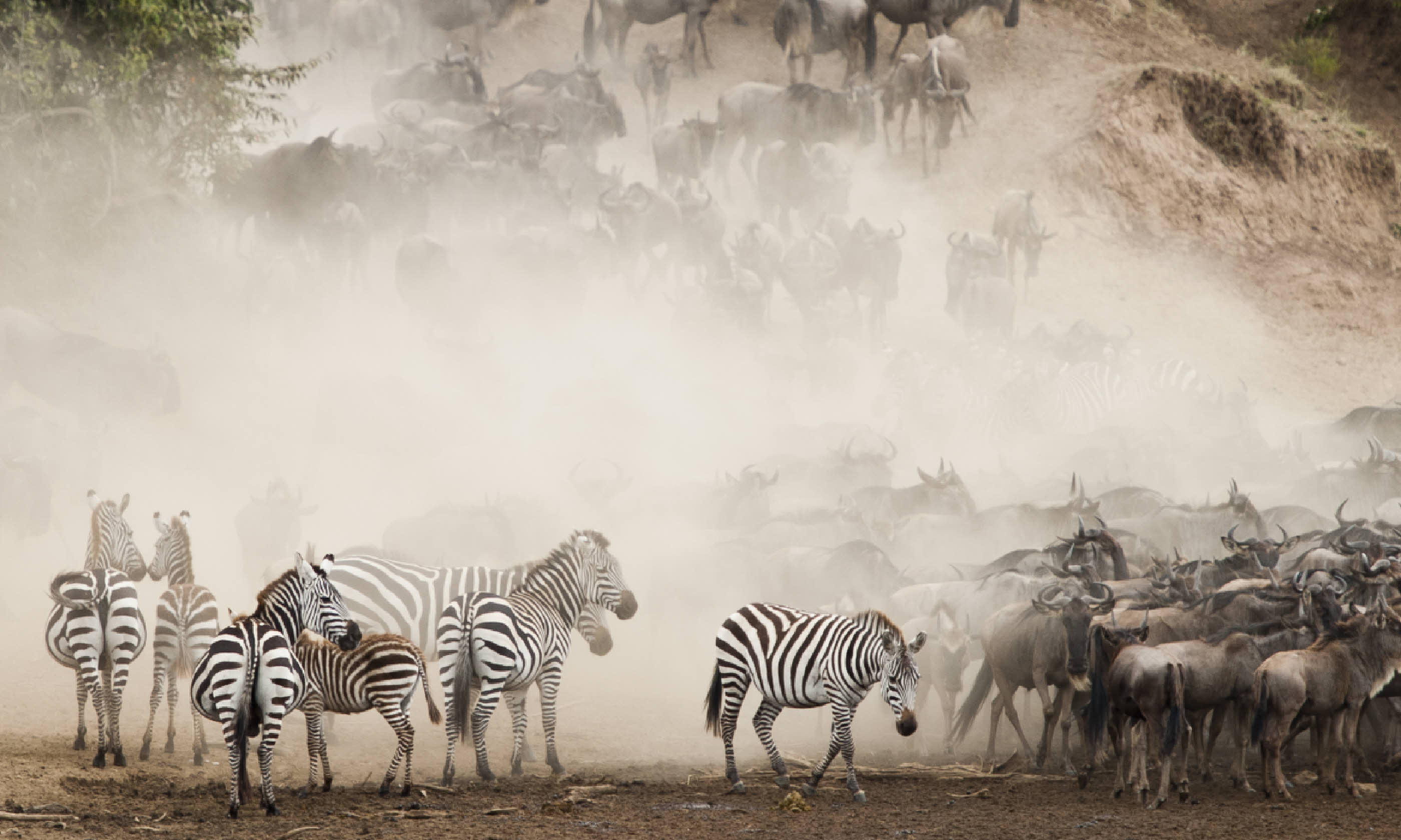 Zebra and Wildebeest crossing in the Masai Mara (Shutterstock)