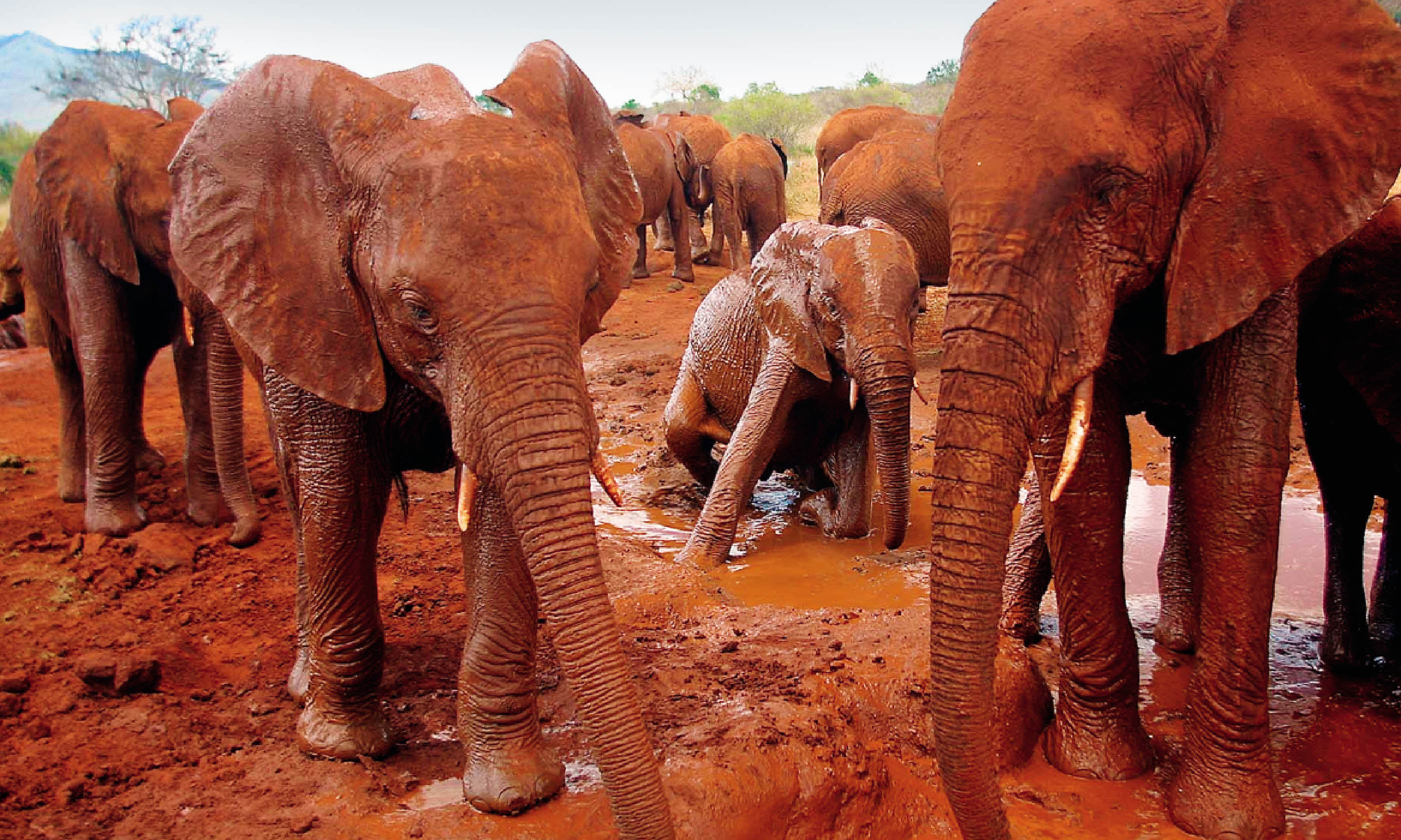 Tsavo elephants (Photo: Tsavo Trust)