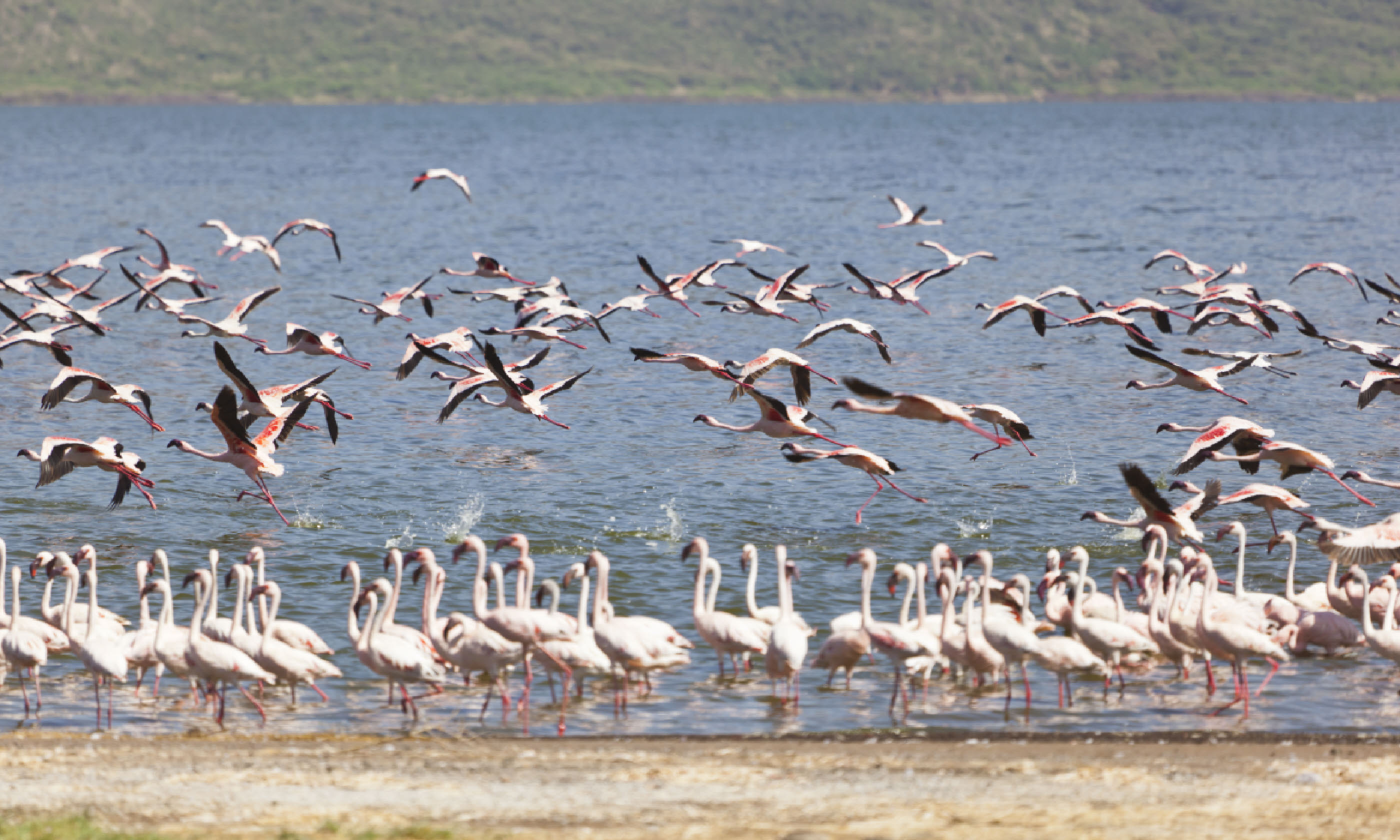 Flamingos flying at Lake Bogoria in Kenya (Shutterstock)