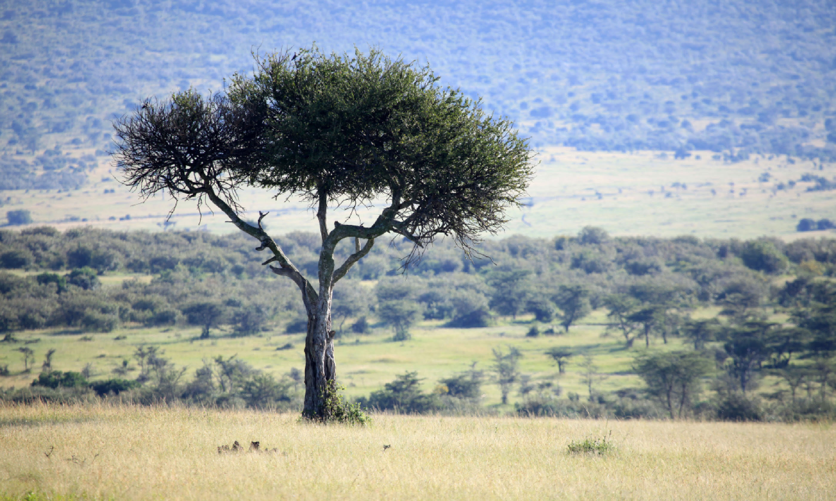 Great Rift Valley in Kenya (Shutterstock)