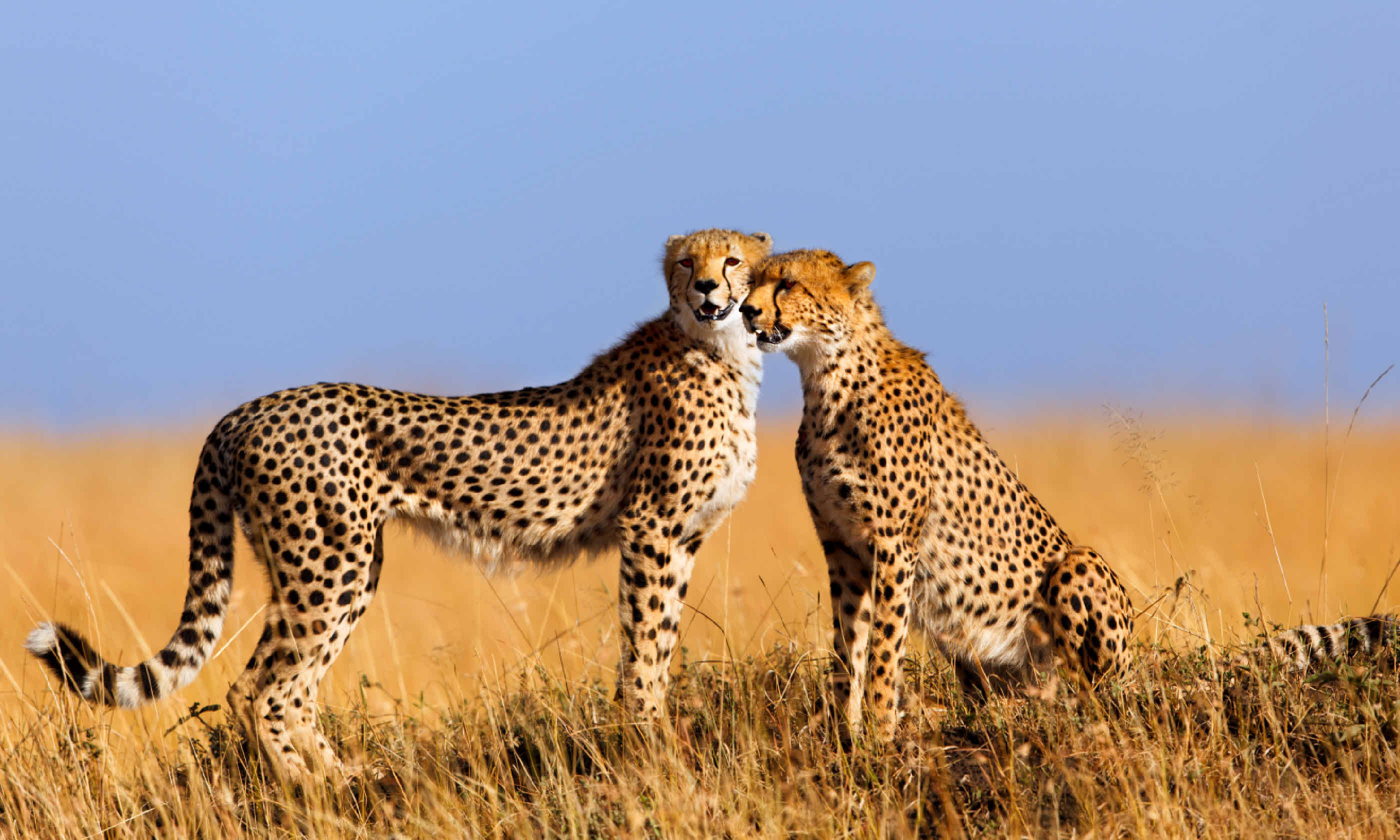Cheetahs in Masai Mara, Kenya (Shutterstock: see credit below)