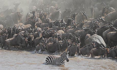 The Great Migration: one of the greatest spectacles on earth (Steve Garvie) 