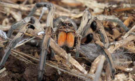 Baboon spider, Satao Elerai Conservancy, Amboseli (William Gray)