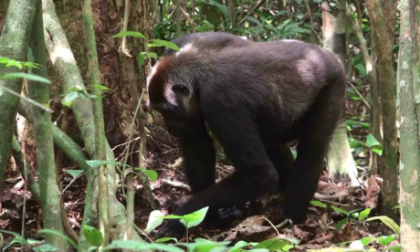 Gorilla encounters are always memorable... (Ian Redmond OBE)