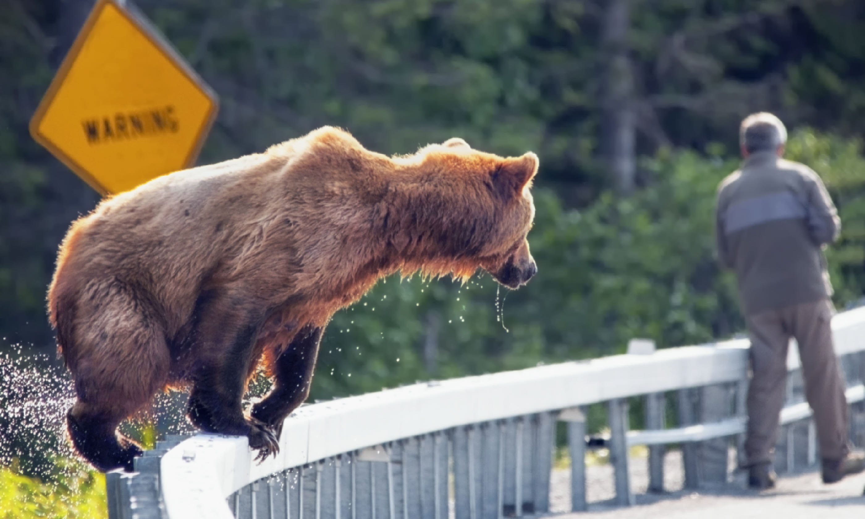 Brown bear (Shutterstock: see credit below)