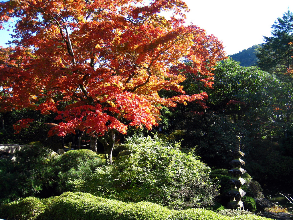 Rinno-ji autumn