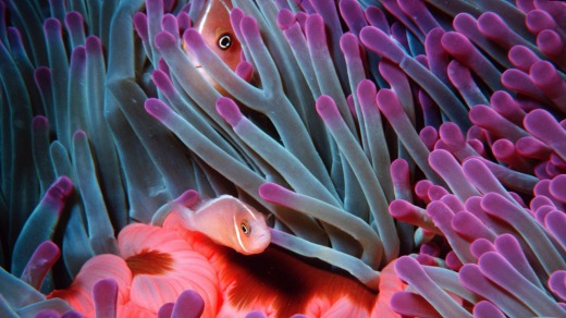 Juvenile and adult pink anemonefish in sea anemone.