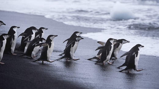 Chinstrap penguins head for the sea.
