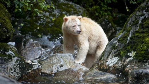 A Kermode bear fishing for salmon on Gribbell Island.