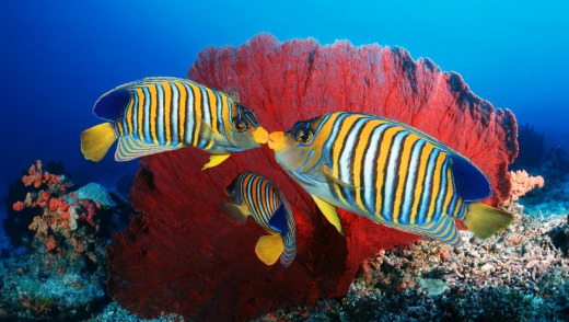 Two angelfish kissing in Fiji waters