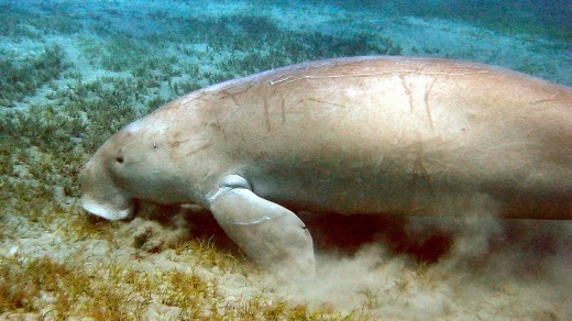 A dugong feeding on sea grass in Moreton Bay, Queensland.