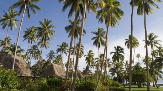 Coconut trees and bures at Jean-Michel Cousteau Resort.