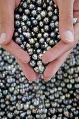 If splurging is on the agenda, it's not hard to find a pearl shop in French Polynesia. Visiting a pearl farm before you ...