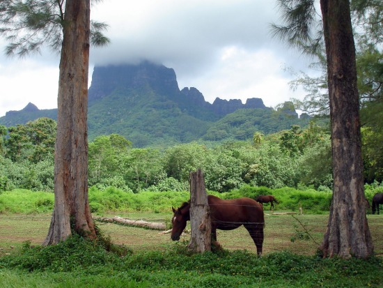 Travel over the rough roads of the Opunohu Valley in Moorea.