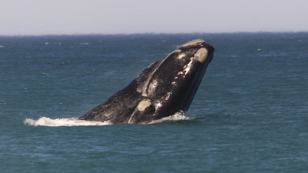 At least one set of visitors doesn't mind the cooler winter waters: many species of whale that travel along large ...