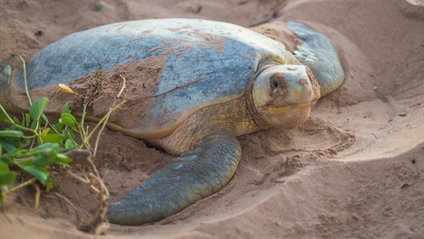 A flatback turtle digs a hold to lay its eggs in on the coast of the Timor Sea.