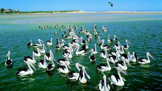 Pelicans gather at The Entrance for their daily feed.